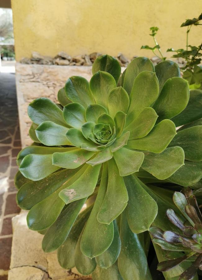 Posada Casa Del Minero Pozos  外观 照片